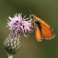 2010 (7) JULY Small Skipper butterfly 